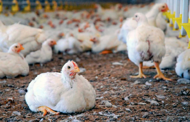 Por brote de gripe aviar Francia sacrifica a 10 millones de aves