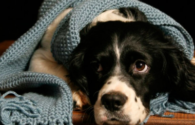 Como proteger a tus mascotas en la temporada de frío 