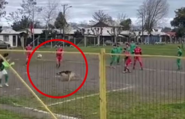 Perrito anota golazo en partido de futbol y se vuelve viral