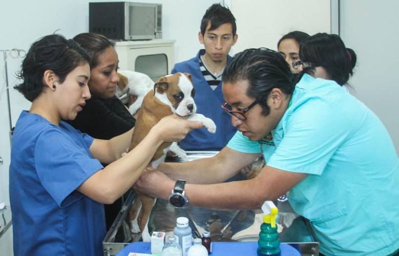 Esterilizan a más de 3 mil animales al año en hospital público veterinario