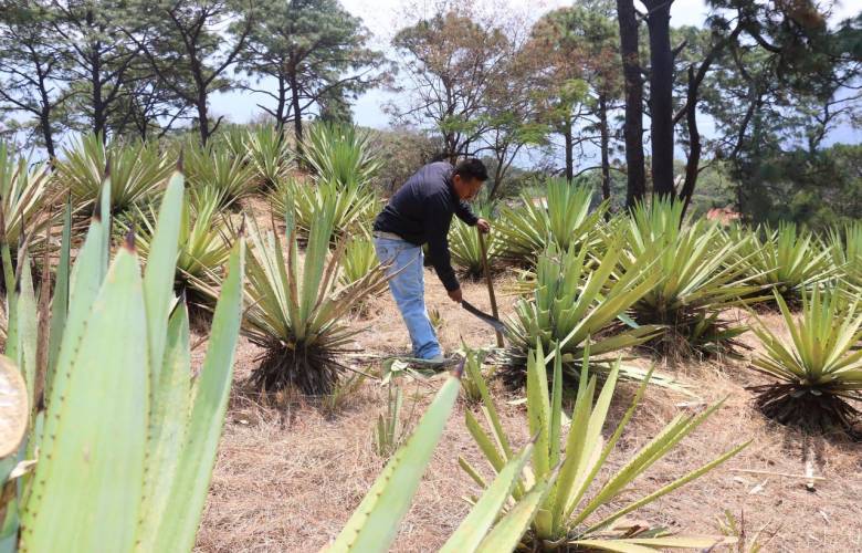 Buscan mejorar la comercialización del mezcal mexiquense 