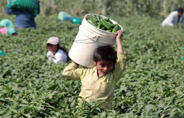 Laboran aproximadamente 18 mil niños en el campo mexiquense