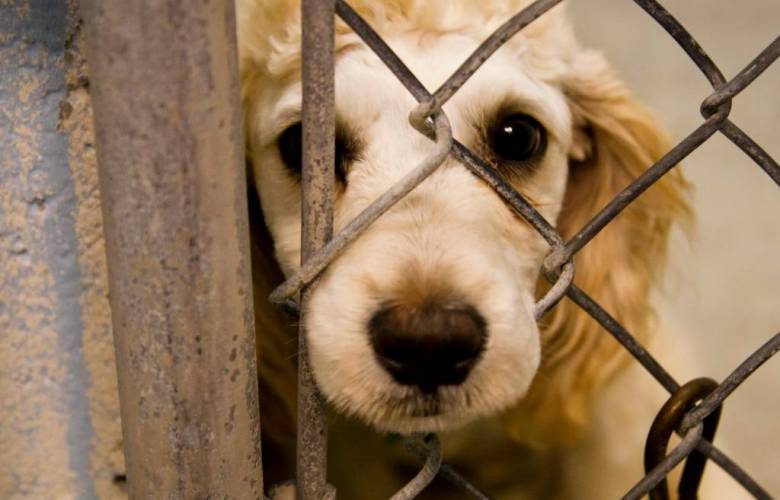  Proponen hasta 12 años de cárcel por maltrato animal