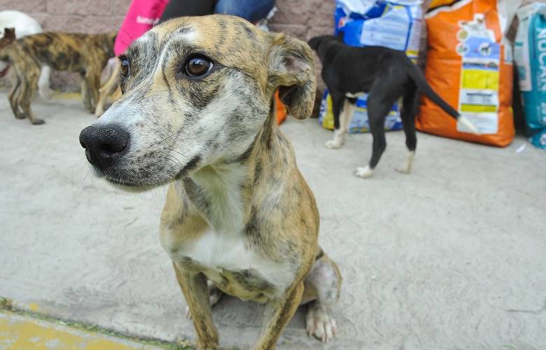 Promueve Izcalli cultura de adopción de mascotas