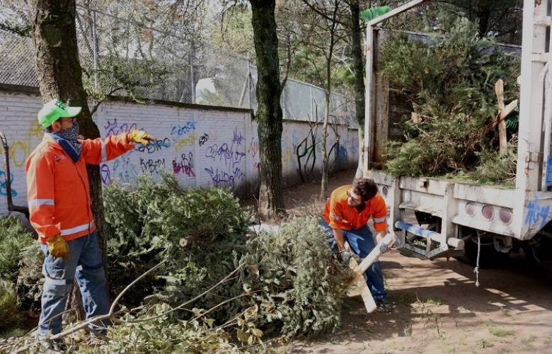 Inicia en Toluca acopio de árboles de navidad naturales