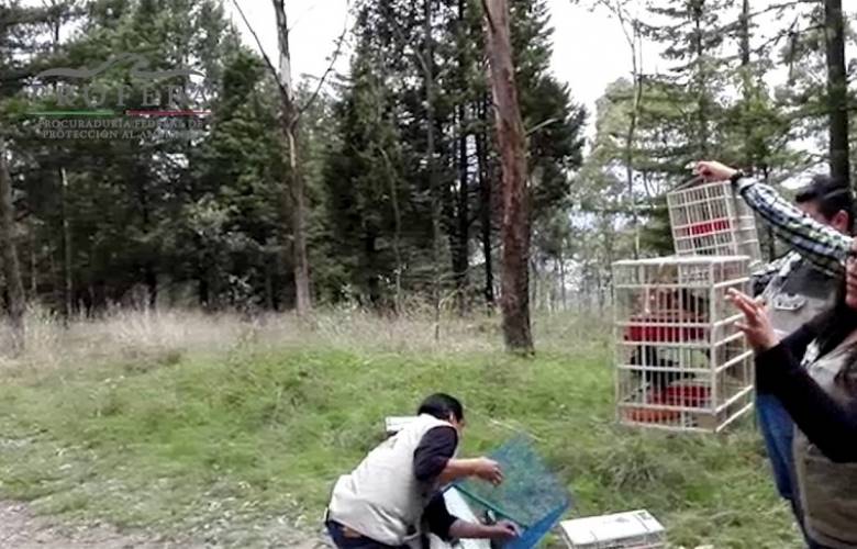 Rescata y reintegra Profepa 42 ejemplares de vida silvestre a su hábitat en el estado de México