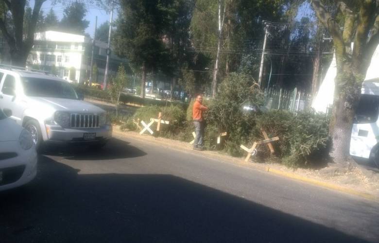 Acopio de más de 800 árboles de navidad a favor del medio ambiente en Toluca 