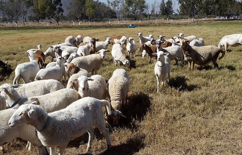 Ovinocultura tiene poca importancia dentro del sector pecuario mexicano