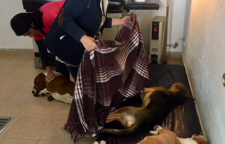 ¿Y si esterilizas a tu mascota?