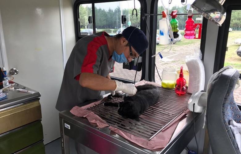 Realizan esterilizaciones gratuitas de perros y gatos con motivo del día mundial del medio ambiente  