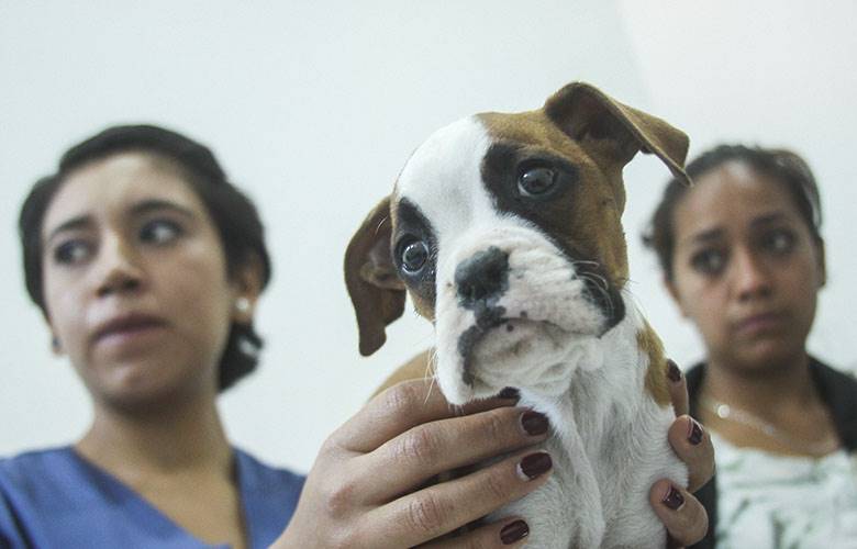 Aplicarán en EDOMEX más de 2.6 millones de vacunas durante semana nacional de antirrábica canina y felina 2016