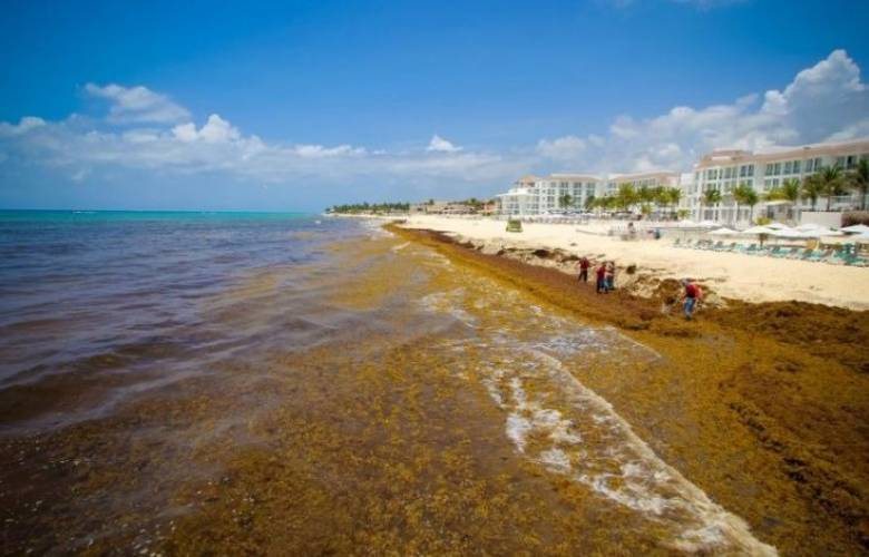Marea verde devora a Playa del Carmen