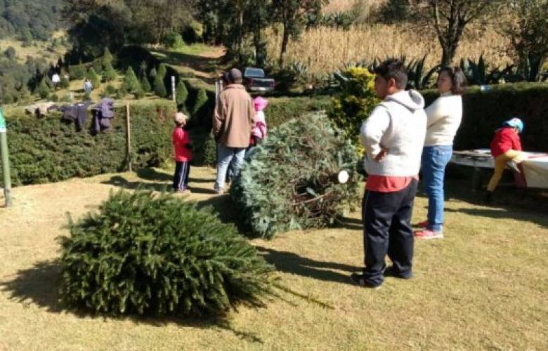  Inicia venta de árboles navideños en Xonacatlán