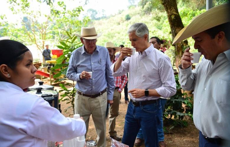 Productores cafetaleros buscarán denominación de origen de planta criolla de café