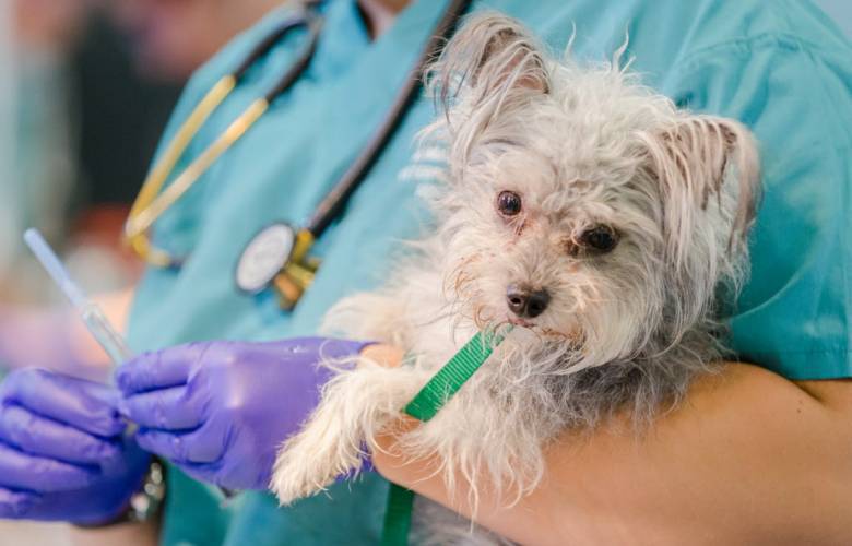 Hay campaña permanente de vacunación y esterilización para mascotas en Toluca