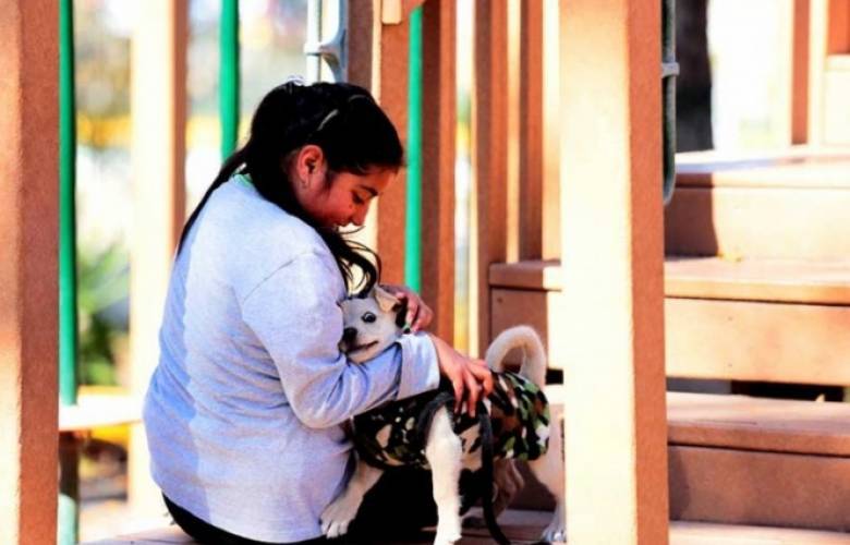 Advierten que uso de pirotecnia causa taquicardia en mascotas