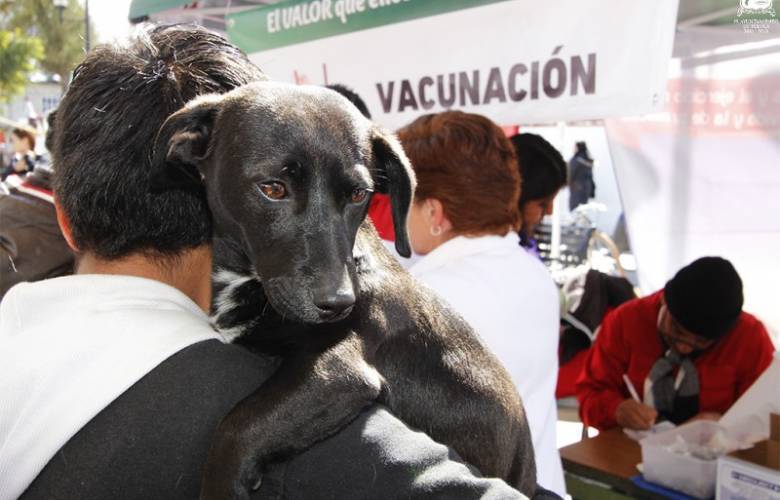 Edoméx primer lugar nacional en esterilizaciones de perros y gatos