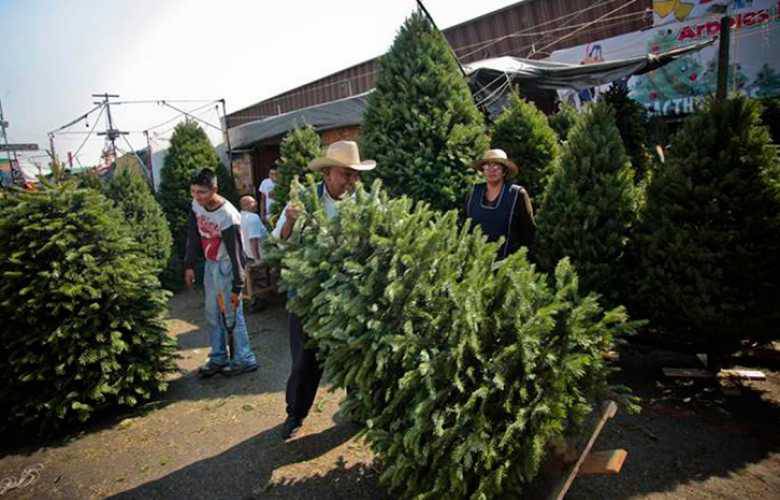 Instalarán centros de acopio de árboles de navidad