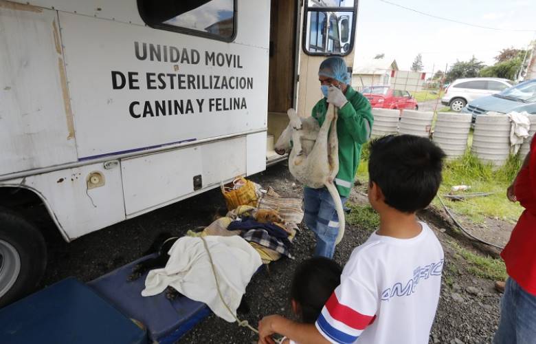 Realiza CCA más de 9 mil esterilizaciones en las 47 delegaciones de Toluca