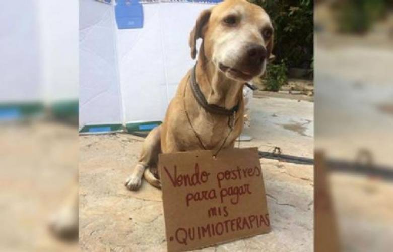 Perro vende postres para pagar sus quimioterapias