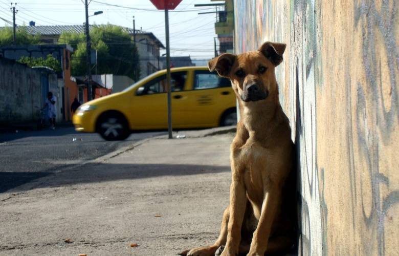Día Internacional del Perro Callejero
