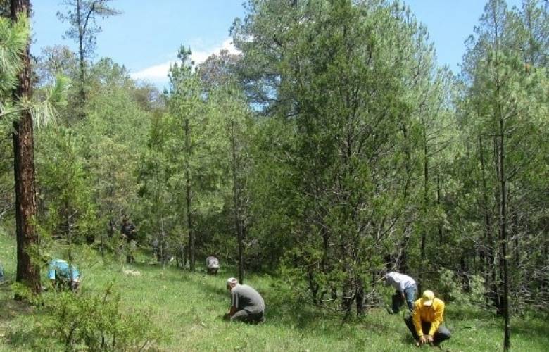 Aprovecha Edomex recursos internacionales para recuperación de bosques