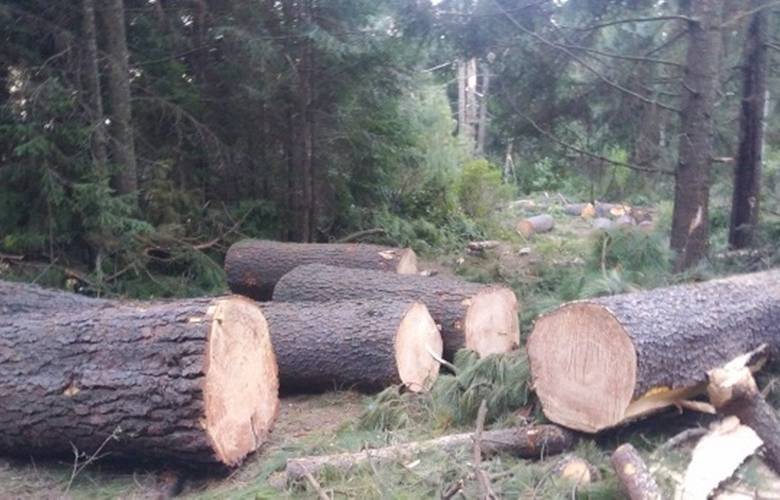 Asegura PROFEPA materia prima forestal 