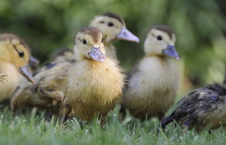 Preservan fauna del parque de las esculturas