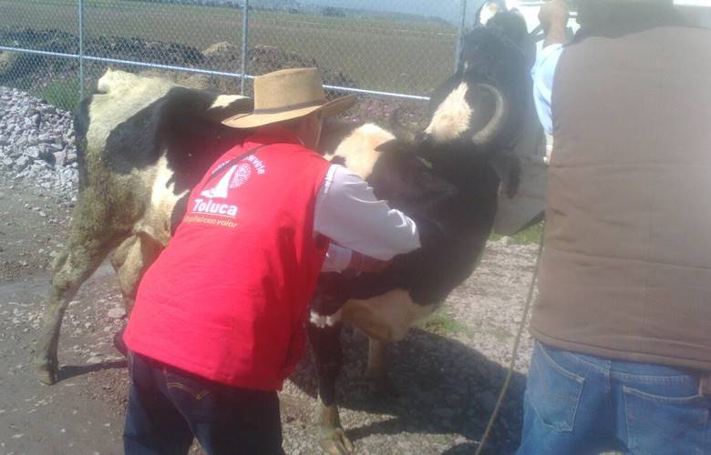 Apoya gobierno municipal de Toluca a pequeños ganaderos