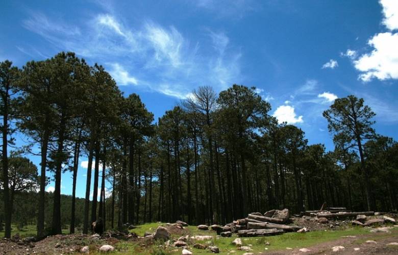 Promueven consumo legal de la madera en el EDOMÉX