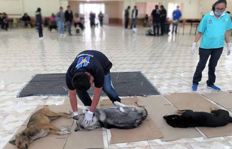 Realizará Huixquilucan jornadas de esterilización para mascotas 