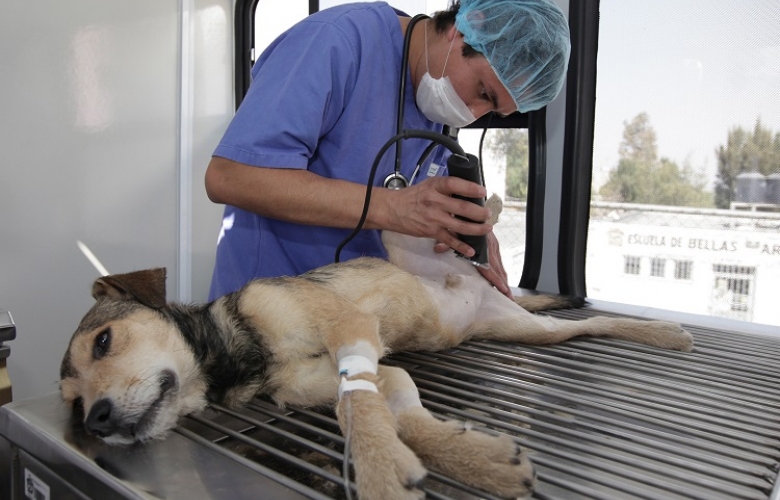 Programa de Esterilización de Perros  y Gatos de UAEM, permanente y gratuito