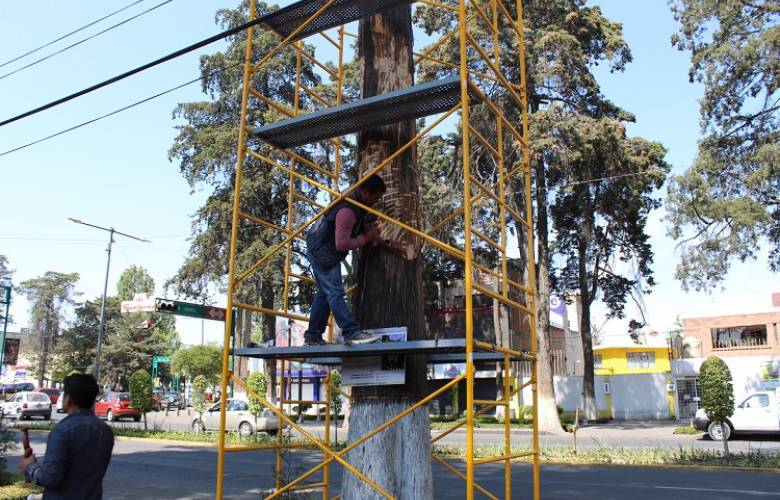 Embellece Toluca  Paseo Colón con el proyecto Tallando Vida