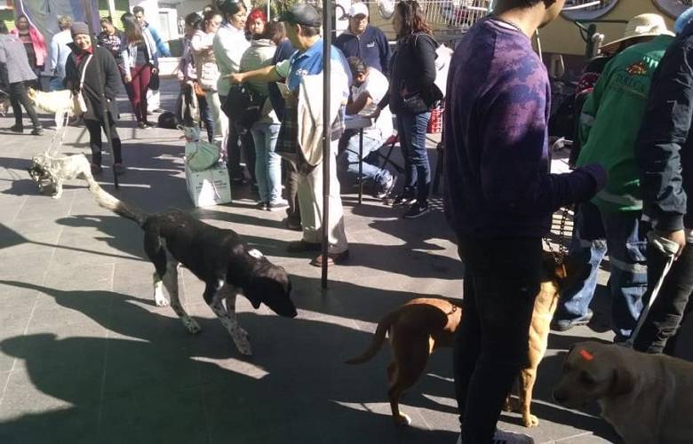 Realiza Toluca más de mil esterilizaciones de perros y gatos en un mes