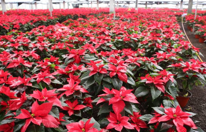 Esperan más de 47 MDP en derrama por flor de Noche buena Mexiquense