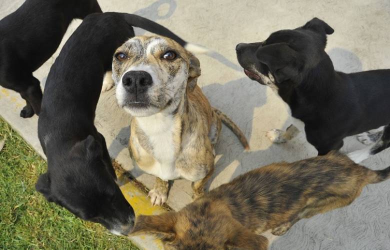 Izcalli en pro del cuidado y buen trato de tus mascotas