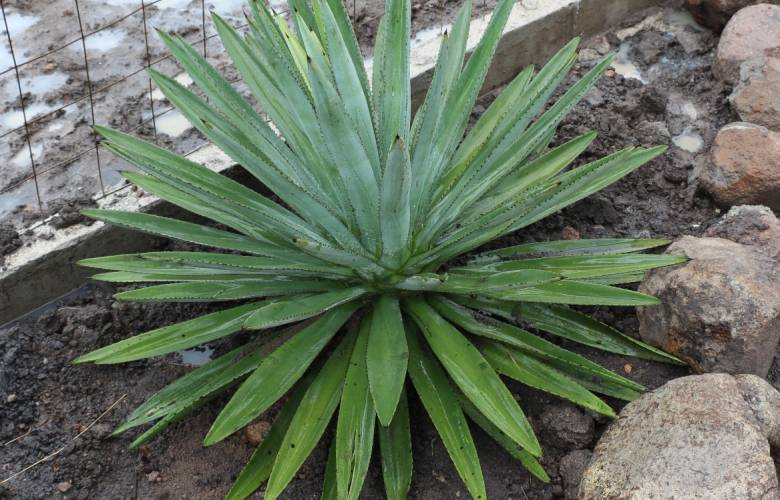 Apoya SEDAGRO a mezcaleros de la región sur del estado