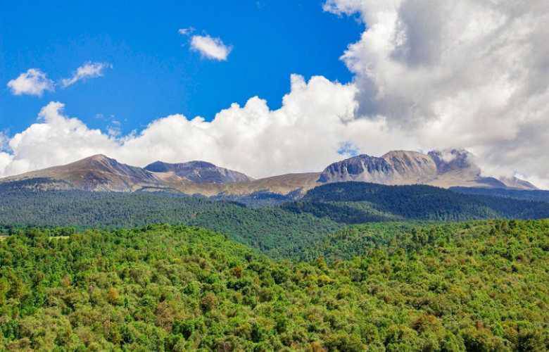 Conservan bosques en edoméx con procarbono