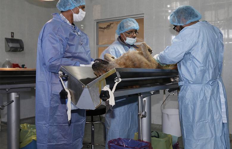 Esterilizan y vacunan en Toluca a animales en situación de calle 