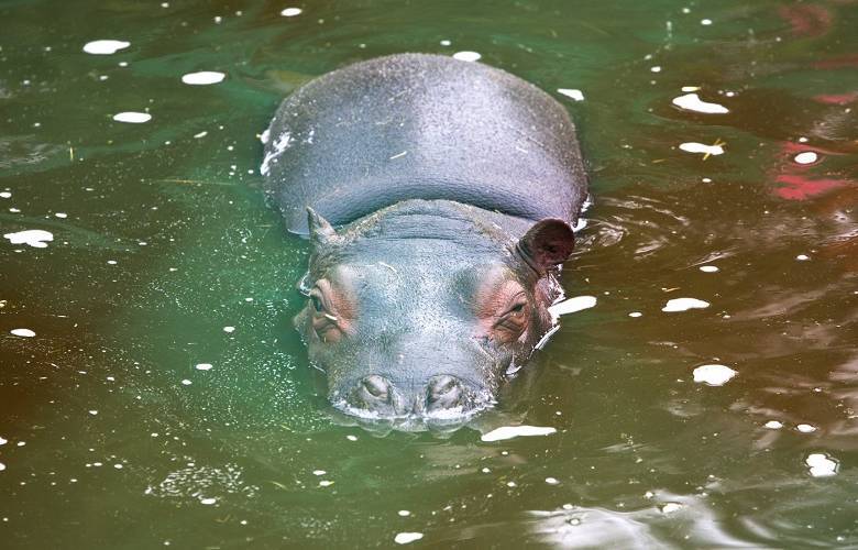 Previene Zacango afectaciones en animales por altas temperaturas