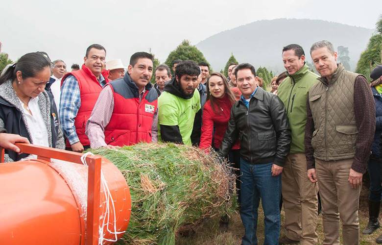 Beneficios de reforma facilita la comercialización y traslado de árboles de navidad en EDOMEX