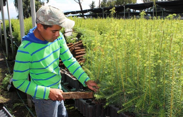 Asigna conafor EDOMEX 2.3 millones de árboles a solicitantes no beneficiarios