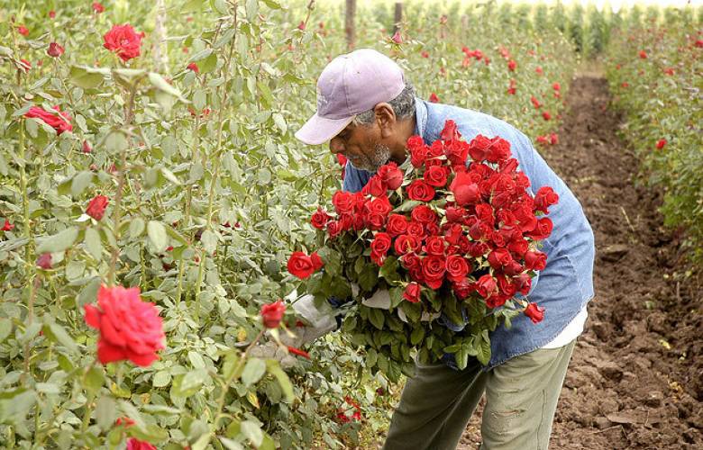 Produce Edoméx más de 111 millones de tallos de rosa para día de la madre