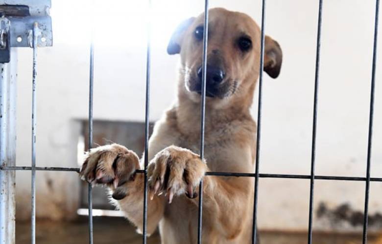 Castigarán con prisión el maltrato animal en Edoméx