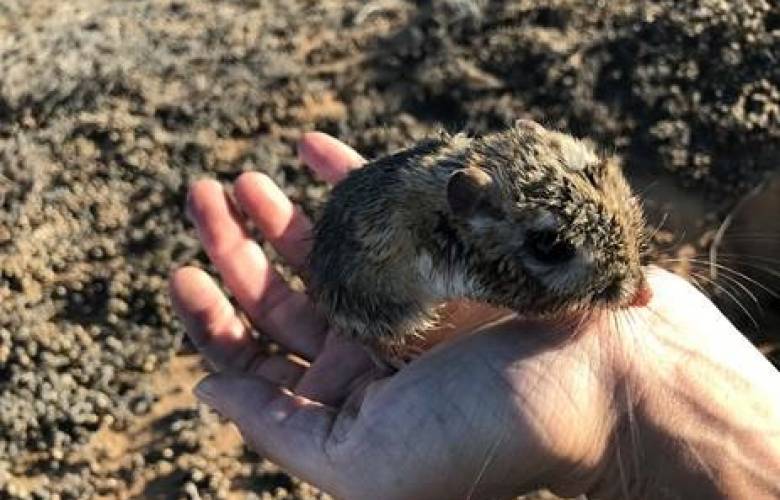 Redescubren rata canguro que se creía extinta