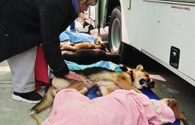 Gran respuesta de toluqueños a la primera campaña de esterilización y vacunación canina y felina