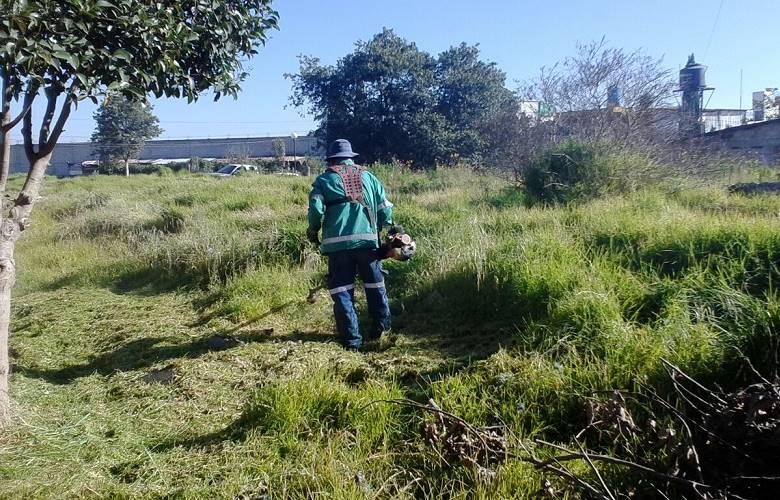 Toluca poda de árboles por seguridad