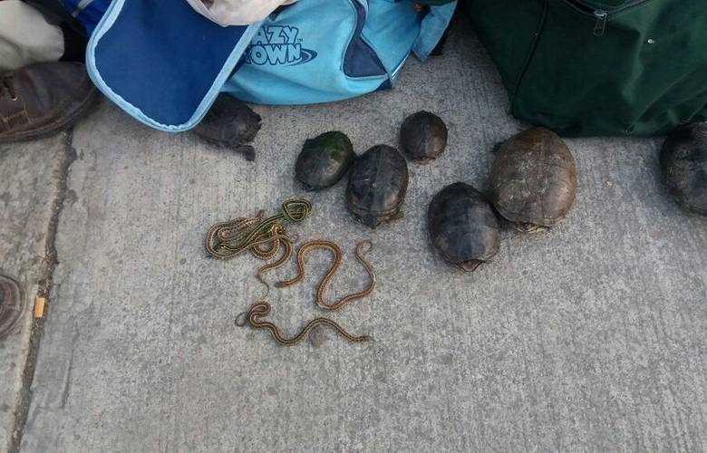 PROFEPA asegura 222 ejemplares de fauna silvestre en Toluca