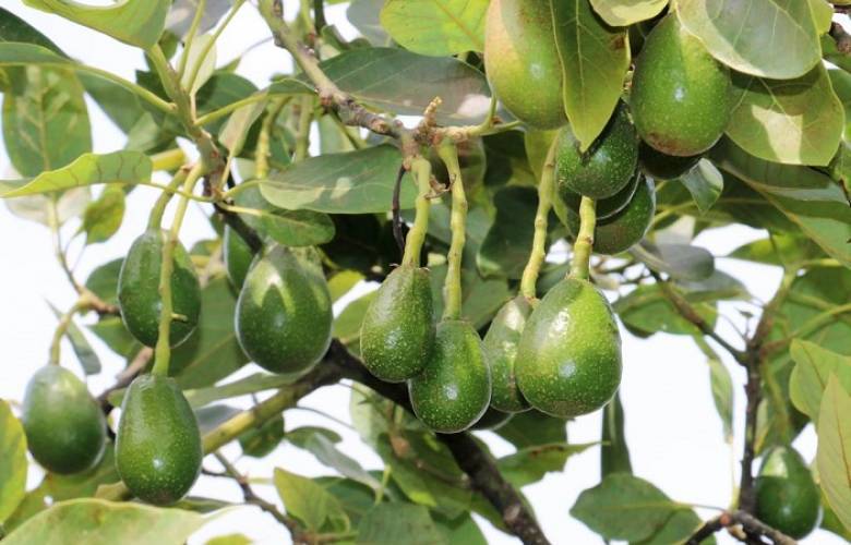 Cuenta Edoméx con banco de germoplasma de aguacate