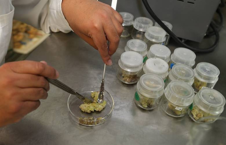 Participa UAEM en desarrollo de biopelícula para acelerar regeneración de piel